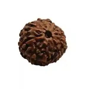 Sharvv 10 mukhi Indonesian Bead Original Rudraksha Bead for Men & Women, Origin Indonesian, Color Brown