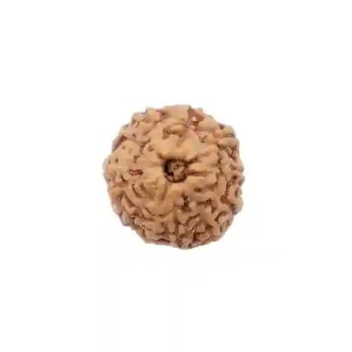 Sharvv 11 mukhi Indonasian Bead Original Rudraksha Bead for Men & Women, Origin Indonesian - Brown