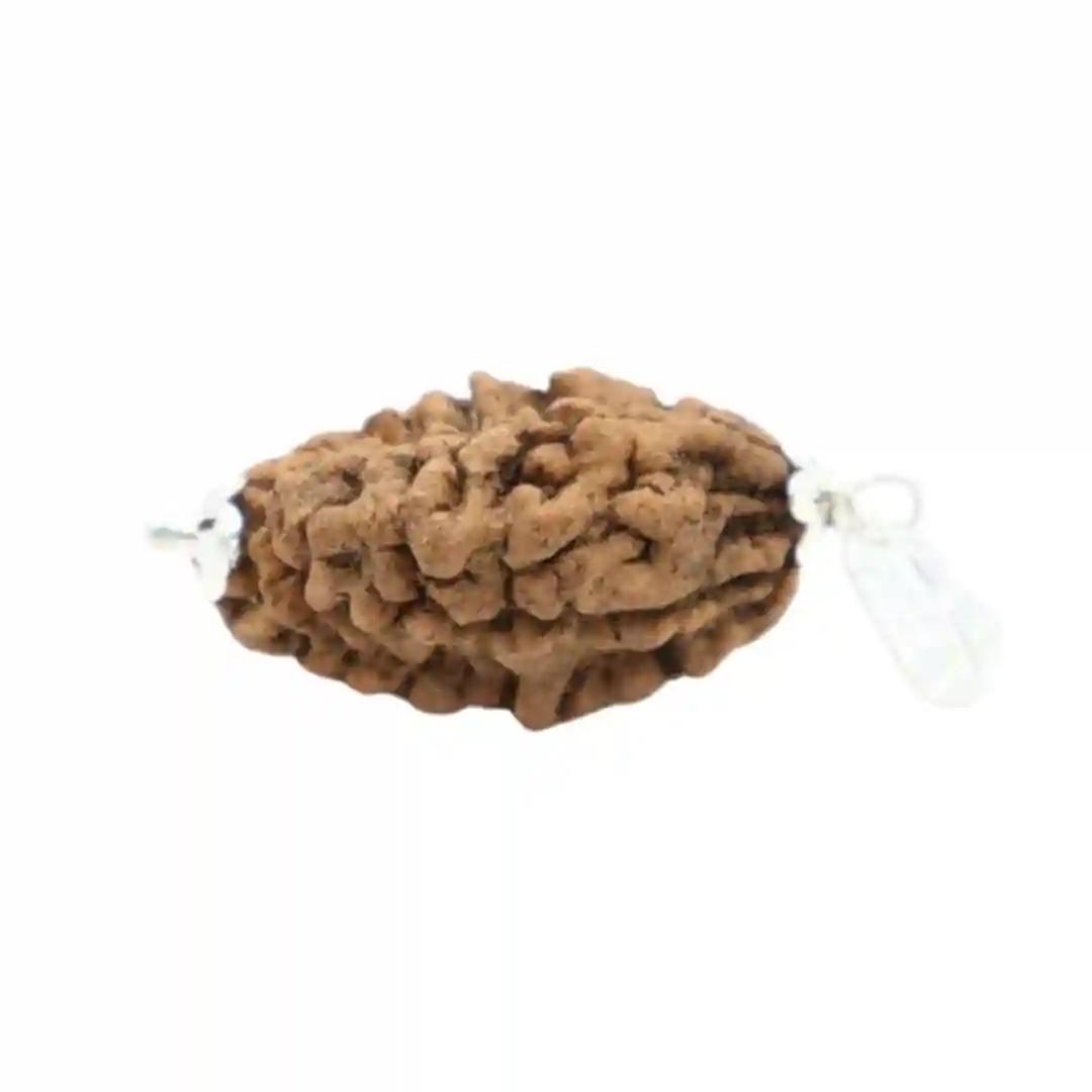 Sharvv 2 mukhi Rudraksha locket Bead Rudraksha Bead Natural Rudraksha Religious Rosary Bead | Positive Effect | Unisex Both for Men & Women