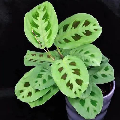 littlejungle maranta leauconuera green(rare)