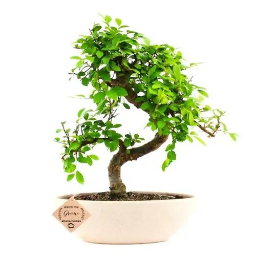 Abana Homes Elm Bonsai Plant for Home Indoor Live - 5 Years Old - 25 cm - Perfect for Living Room & Balcony Gardening