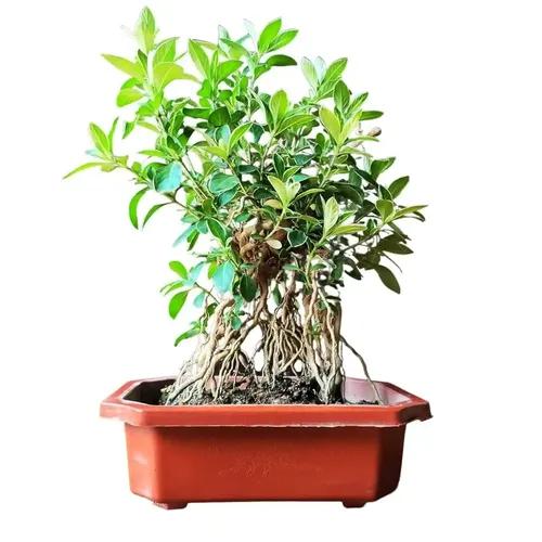 Abana Homes Serissa Snow Rose Bonsai Plant With Prop Aerial Roots - Flowering Mame Bonsai Tree 15-20 cm