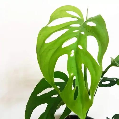 LITTLE JUNGLE Monstera Adansonii Broken Heart - Healthy Live Plant with White Pot, Air Purifying Plant, Indoor Plants for Living Room, Gifting, Kitchen, Garden, Balcony, Home Décor & Office Desk Table